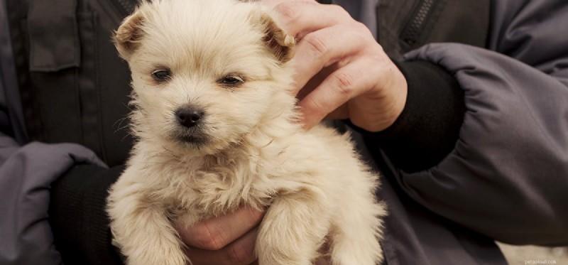 Do Dogs Accurately Judge Human Character? A Scientific Look
