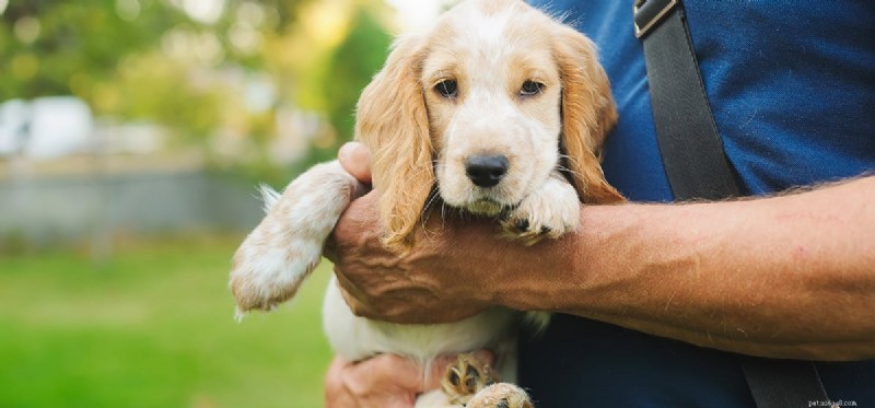 Do Dogs Accurately Judge Human Character? A Scientific Look
