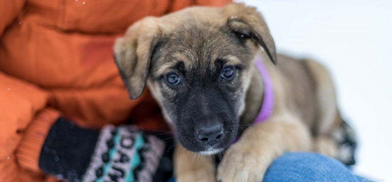 Do Dogs Accurately Judge Human Character? A Scientific Look