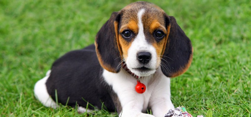 Do Dogs Experience Self‑Esteem? Exploring Canine Confidence