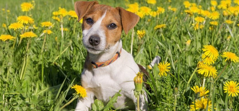 Do Dogs Experience Self‑Esteem? Exploring Canine Confidence