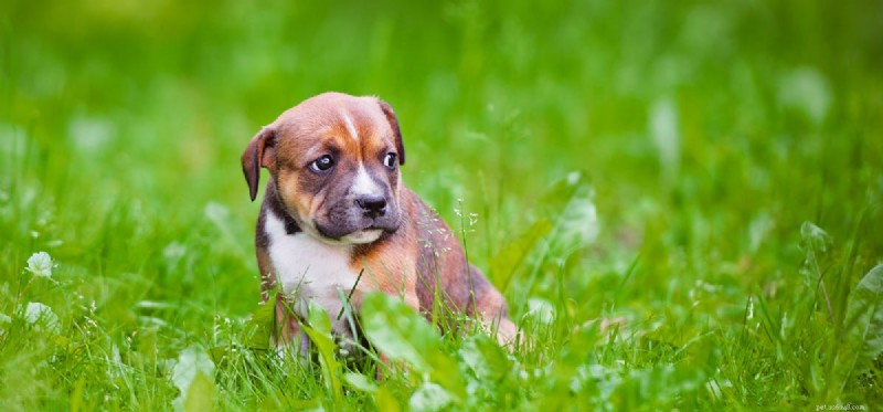Do Dogs Experience Self‑Esteem? Exploring Canine Confidence