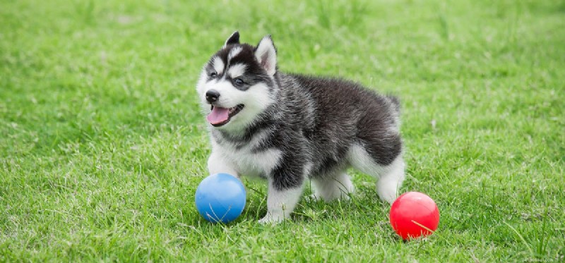 Do Dogs Experience Self‑Esteem? Exploring Canine Confidence