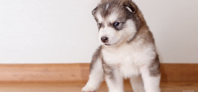 Can Dogs Detect Carbon Monoxide? Why They’re Vulnerable and What to Watch For