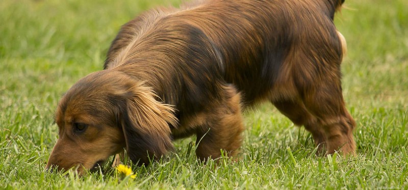 Can Dogs Detect Pills? The Science Behind Their Scent‑Tracking Skills
