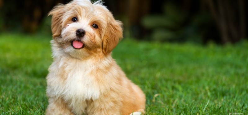 Can Dogs Detect Pills? The Science Behind Their Scent‑Tracking Skills