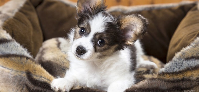 Can Dogs Detect Pills? The Science Behind Their Scent‑Tracking Skills