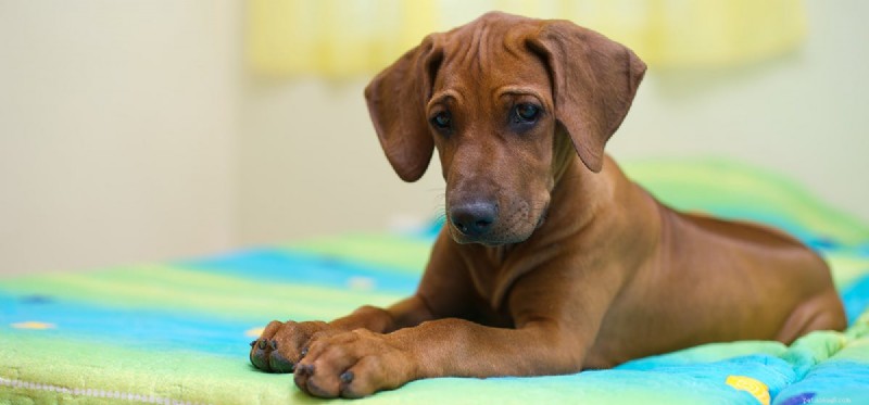 Can Dogs Detect Pills? The Science Behind Their Scent‑Tracking Skills