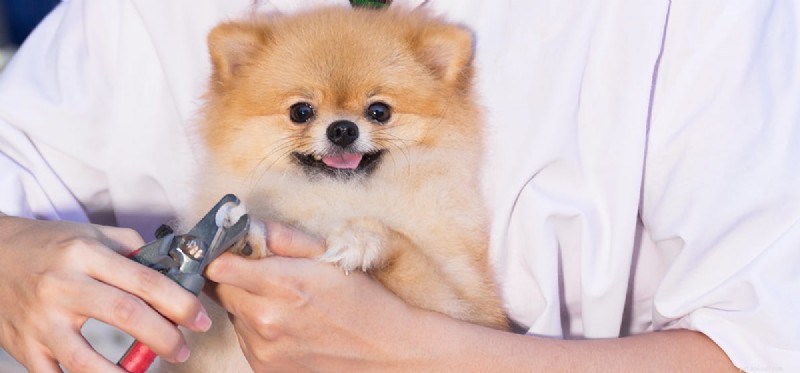 Do Dog Nails Cause Pain? How Proper Trimming Protects Your Pet