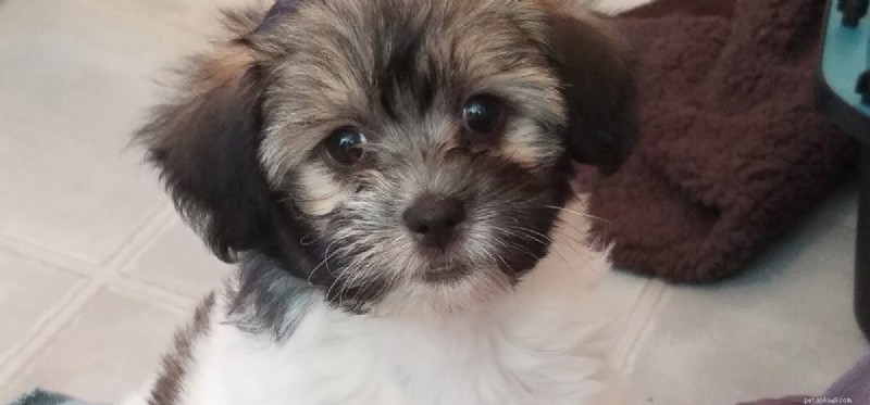 Do Dog Nails Cause Pain? How Proper Trimming Protects Your Pet