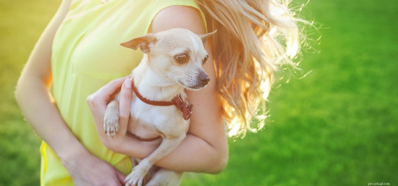 Do Dogs Detect When You re Crying? Understanding Their Empathy