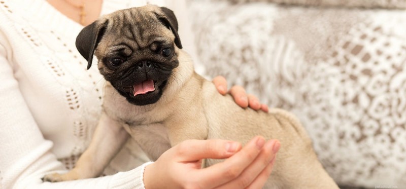 Do Dogs Detect When You re Crying? Understanding Their Empathy