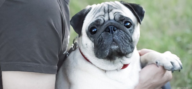 Do Dogs Detect When You re Crying? Understanding Their Empathy