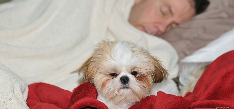 How Dogs Detect Human Illness: A Reliable Guide