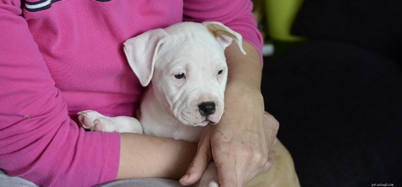 How Dogs Detect Human Illness: A Reliable Guide
