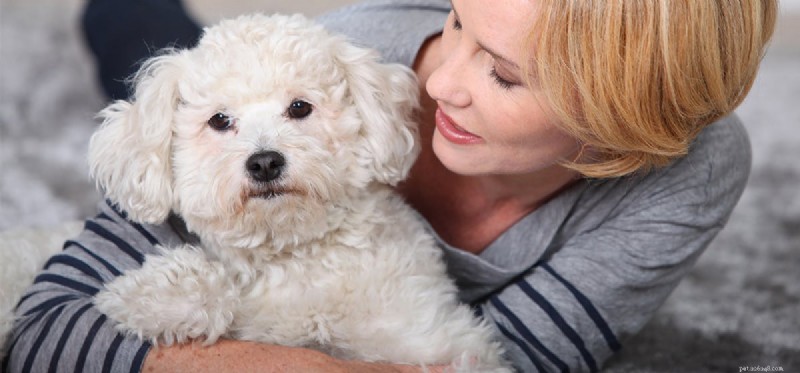 Do Dogs Detect Your Love? Understanding the Human-Pet Connection