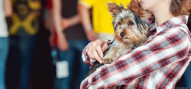 Do Dogs Read Your Mood? How They Understand Your Emotions