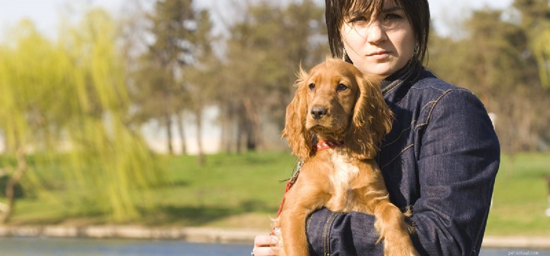 Do Dogs Read Your Mood? How They Understand Your Emotions