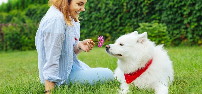 Do Dogs Read Your Mood? How They Understand Your Emotions