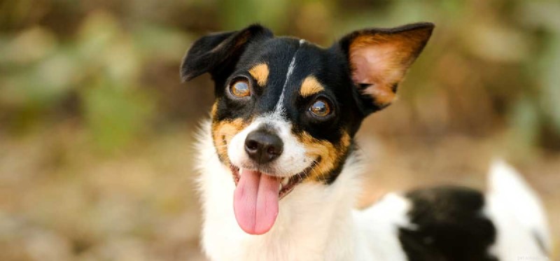 Do Dogs Experience Bipolar Disorder? Debunking the Myth