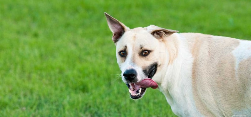 Do Dogs Experience Bipolar Disorder? Debunking the Myth
