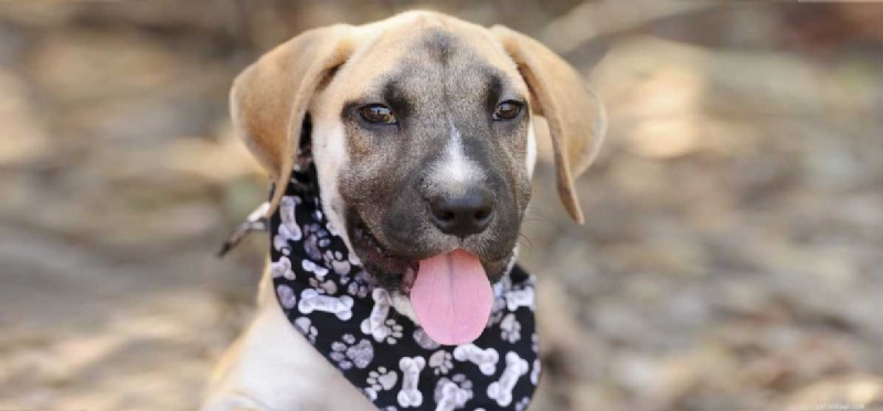 Do Dogs Experience Bipolar Disorder? Debunking the Myth