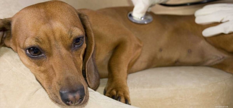 Understanding and Managing Congestion in Dogs