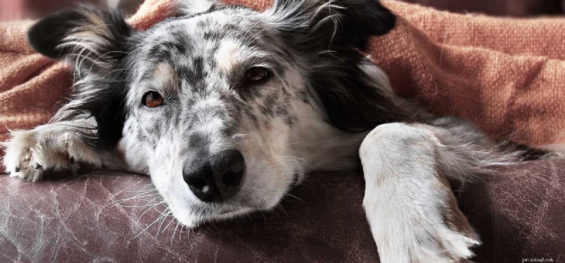 Understanding and Managing Congestion in Dogs