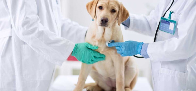 Understanding and Managing Congestion in Dogs