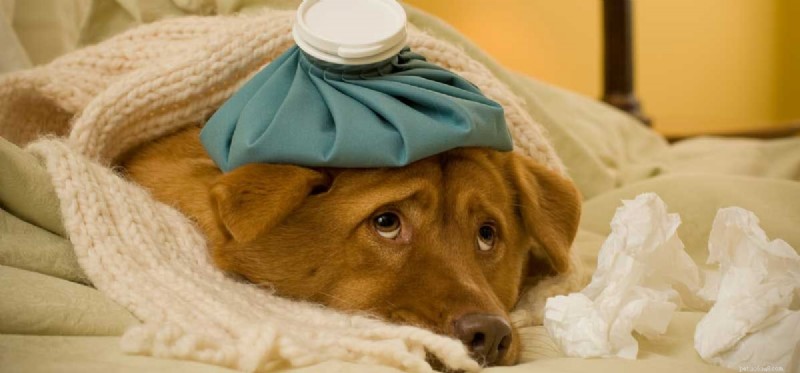Understanding and Managing Congestion in Dogs