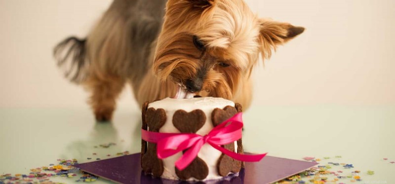 Can Dogs Develop Diabetes? Expert Guide for Prevention and Care