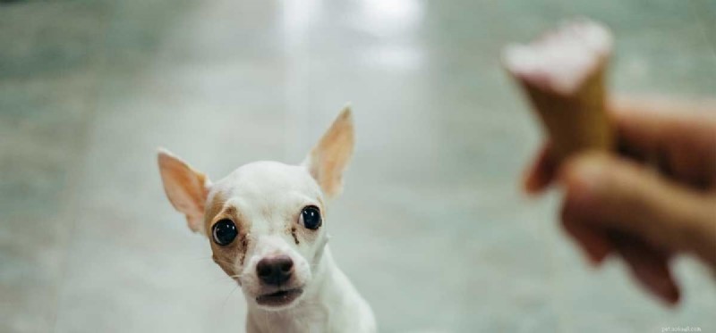 Can Dogs Develop Diabetes? Expert Guide for Prevention and Care