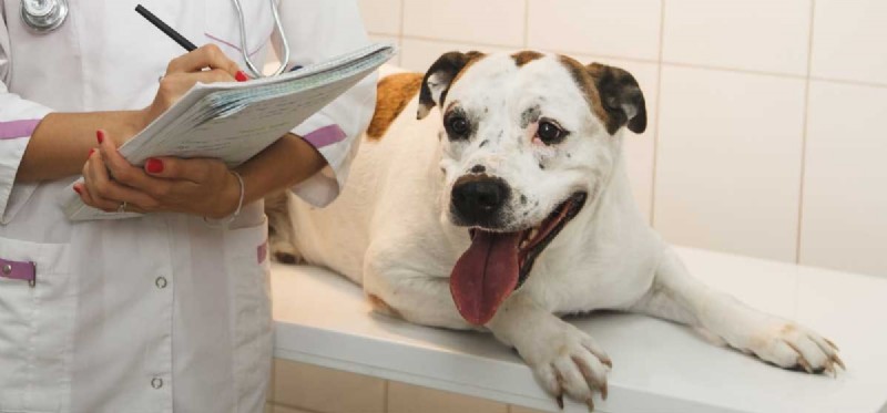 Can Dogs Develop Diabetes? Expert Guide for Prevention and Care