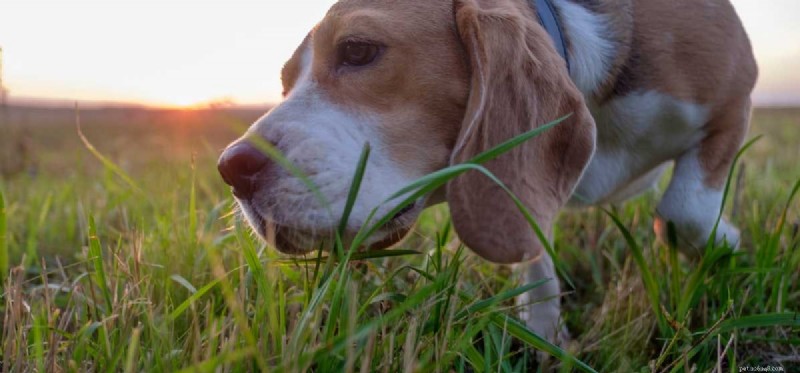 Can Dogs Thrive on a Plant-Based Diet?