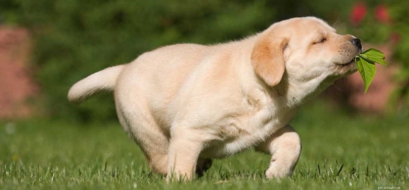 Can Dogs Thrive on a Plant-Based Diet?