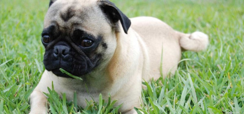 Can Dogs Thrive on a Plant-Based Diet?