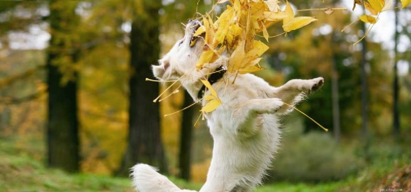 Understanding Hyperactivity in Dogs: Causes, Signs, and Solutions