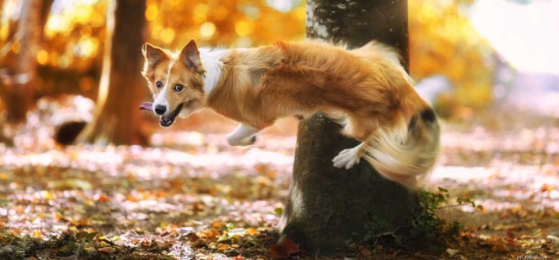 Understanding Hyperactivity in Dogs: Causes, Signs, and Solutions
