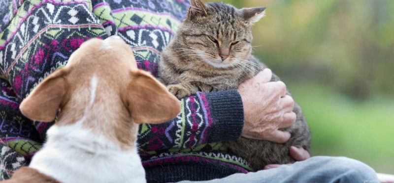 Do Dogs Experience Jealousy? Understanding Your Pet s Emotions