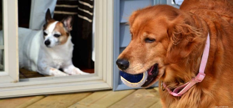 Do Dogs Experience Jealousy? Understanding Your Pet s Emotions