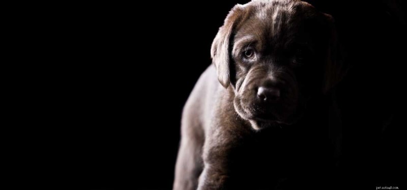 Do Dogs Fear the Dark? Understanding Their Nighttime Anxiety