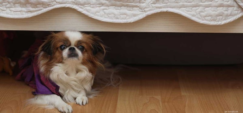 Do Dogs Fear the Dark? Understanding Their Nighttime Anxiety