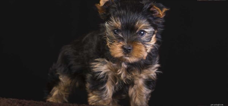 Do Dogs Fear the Dark? Understanding Their Nighttime Anxiety