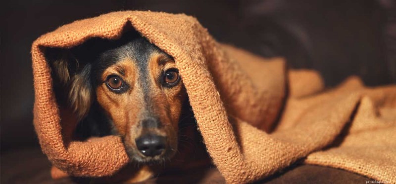 Do Dogs Fear the Dark? Understanding Their Nighttime Anxiety