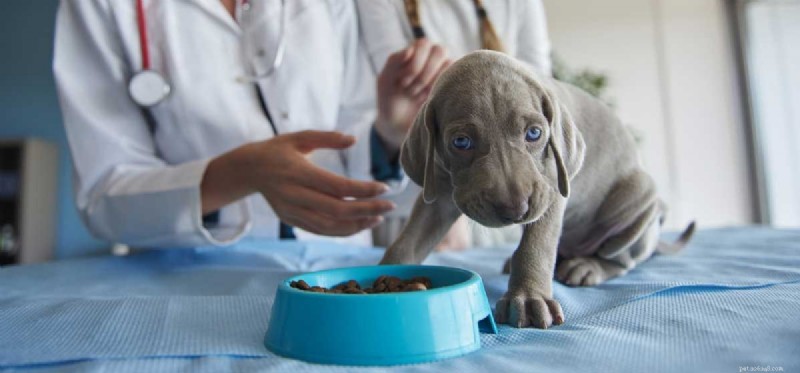 Are Dogs Susceptible to Food Allergies? What to Know