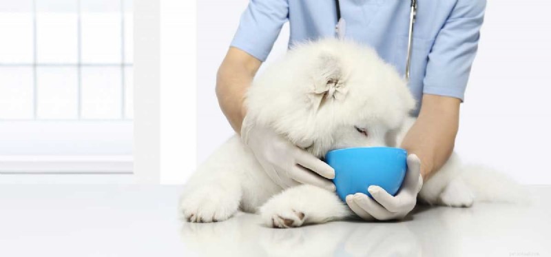 Are Dogs Susceptible to Food Allergies? What to Know