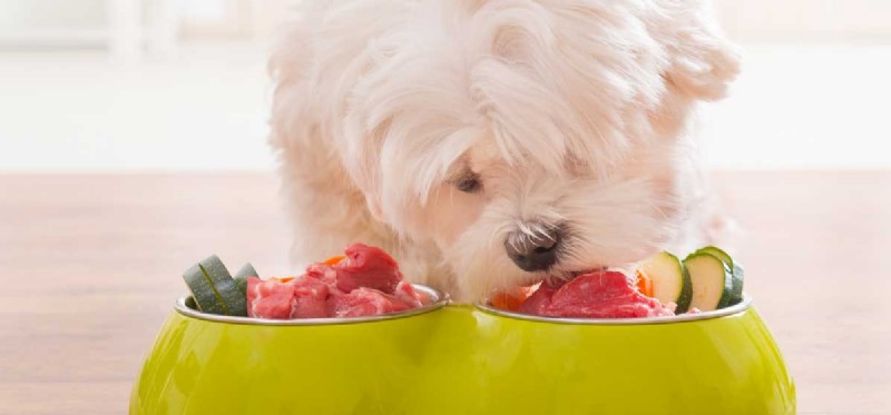 Are Dogs Susceptible to Food Allergies? What to Know