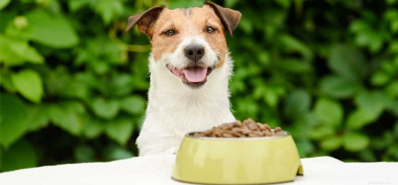 Are Dogs Susceptible to Food Allergies? What to Know