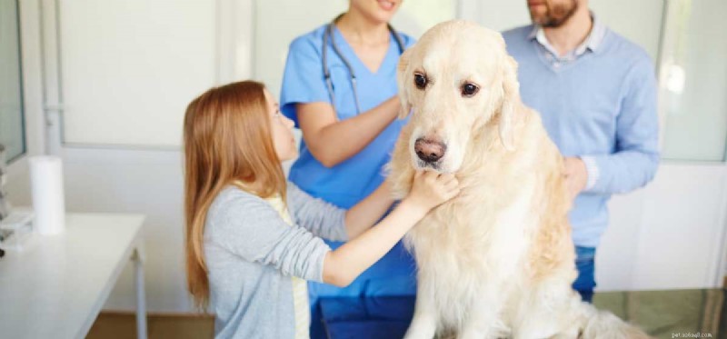 Effective Heartworm Treatment for Dogs: How to Save Your Pet