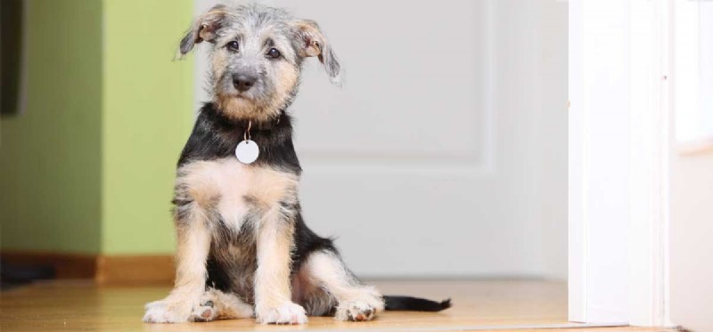 Effective Heartworm Treatment for Dogs: How to Save Your Pet